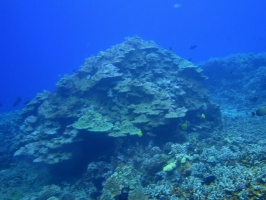 49  Lobe Coral IMG 2556